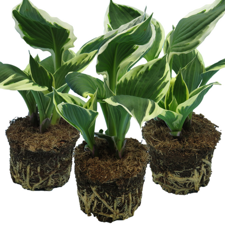 Hosta 'Paul's Glory' from Cedar Nursery, Cobham