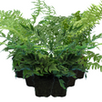 Set of Ferns - Polystichum setiferum, Cyrtomium falcatum, Dryopteris filix-mas from Cedar Nursery, Cobham