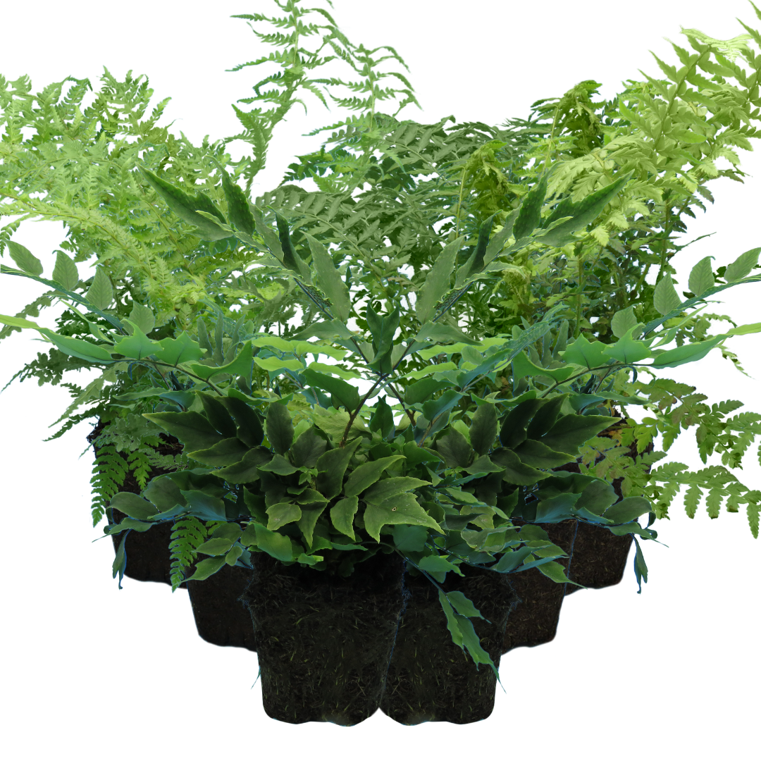 Set of Ferns - Polystichum setiferum, Cyrtomium falcatum, Dryopteris filix-mas from Cedar Nursery, Cobham
