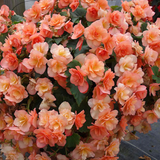 Begonia 'Solenia Apricot' from Cedar Nursery, Cobham