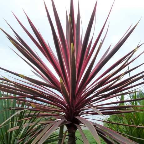 Cordyline australis 'Charlie Boy'