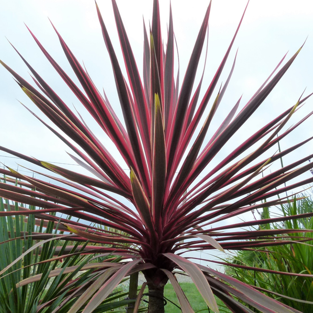 Cordyline australis 'Charlie Boy' from Cedar Nursery, Cobham