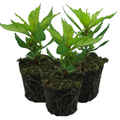 Celosia argentea 'First Flame Yellow' from Cedar Nursery, Cobham