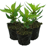 Celosia argentea 'First Flame Yellow' from Cedar Nursery, Cobham