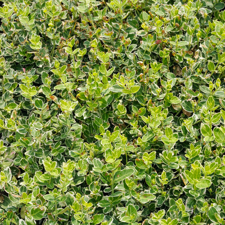 Euonymus fortunei 'Harlequin' from Cedar Nursery, Cobham