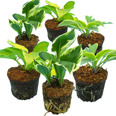 Set of Hosta (Francee, First Frost, Paul's Glory) from Cedar Nursery, Cobham