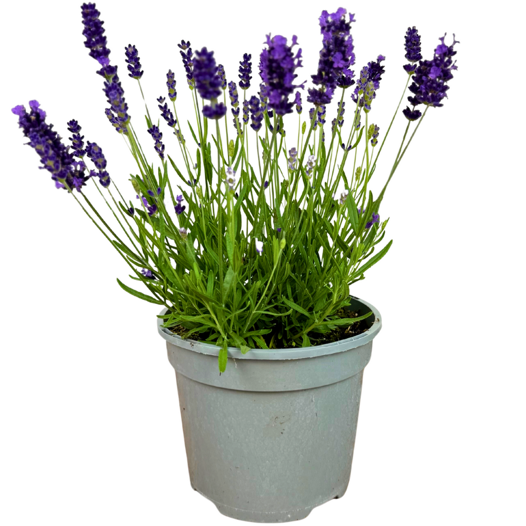 Lavandula angustifolia 'Dark Blue' from Cedar Nursery, Cobham