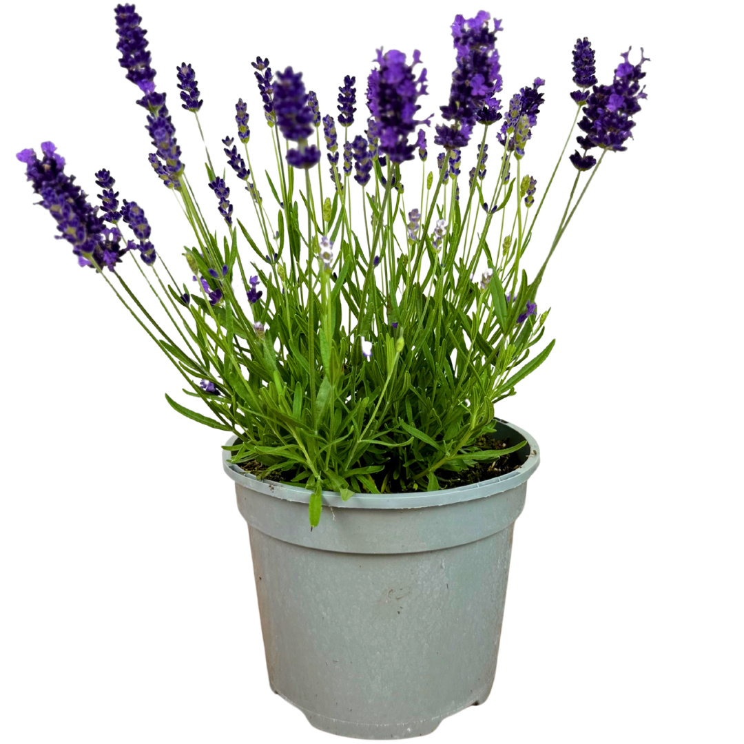 Lavandula angustifolia 'Dark Blue' from Cedar Nursery, Cobham