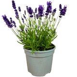 Lavandula angustifolia 'Dark Blue' from Cedar Nursery, Cobham
