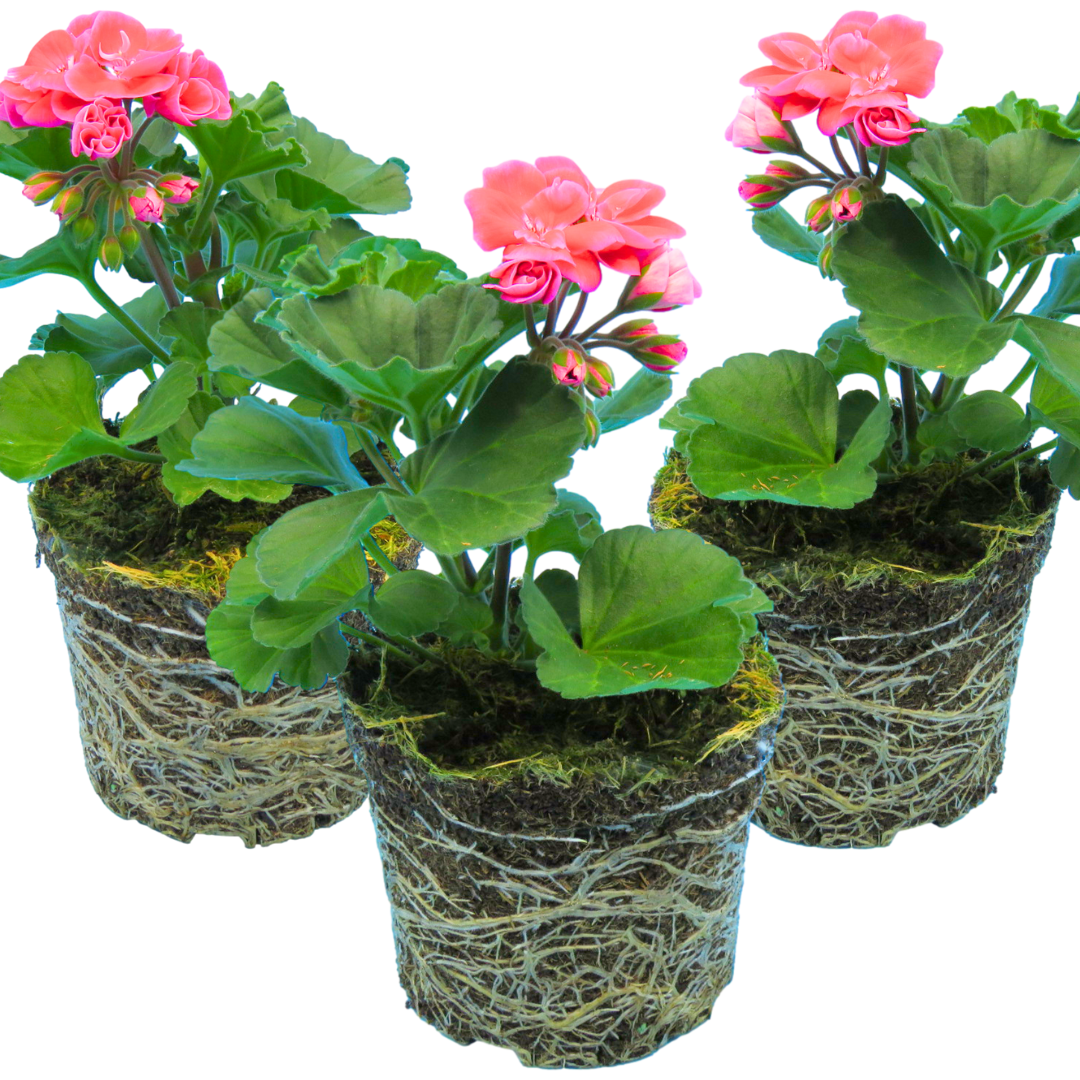 Pelargonium 'Toscana Castello Tammo' from Cedar Nursery, Cobham
