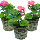 Pelargonium 'Toscana Castello Tammo' from Cedar Nursery, Cobham