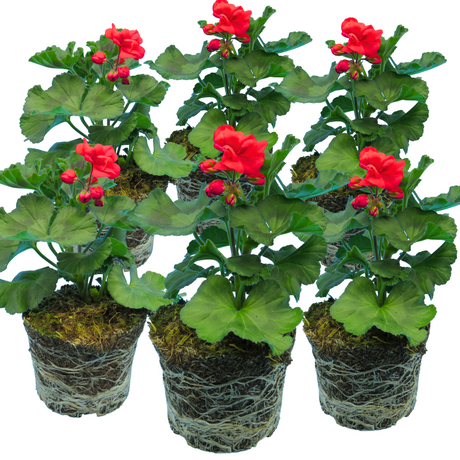 Pelargonium 'Toscana Dolce Vita Mylena' from Cedar Nursery, Cobham
