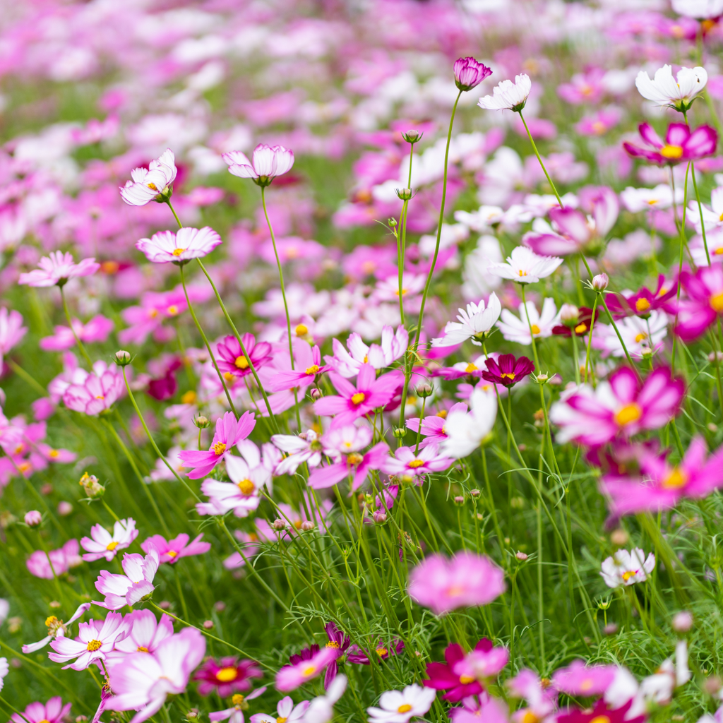 Set of Cosmos bipinnatus 'Apollo Carmine', 'Apollo White' and 'Apollo Pink' from Cedar Nursery, Cobham