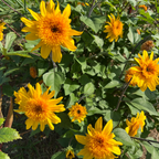 Helianthus annuus 'Sunfinity Double Yellow' from Cedar Nursery, Cobham