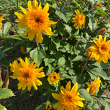 Helianthus annuus 'Sunfinity Double Yellow' from Cedar Nursery, Cobham