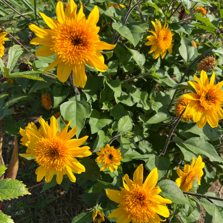 Helianthus annuus 'Sunfinity Double Yellow' from Cedar Nursery, Cobham