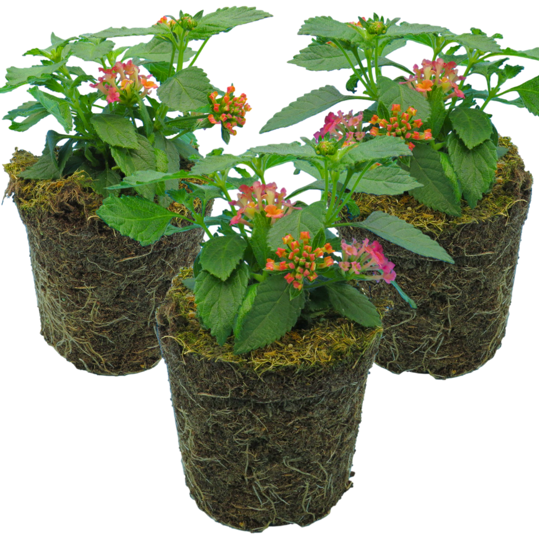 Lantana camara 'Evita Rose' from Cedar Nursery, Cobham