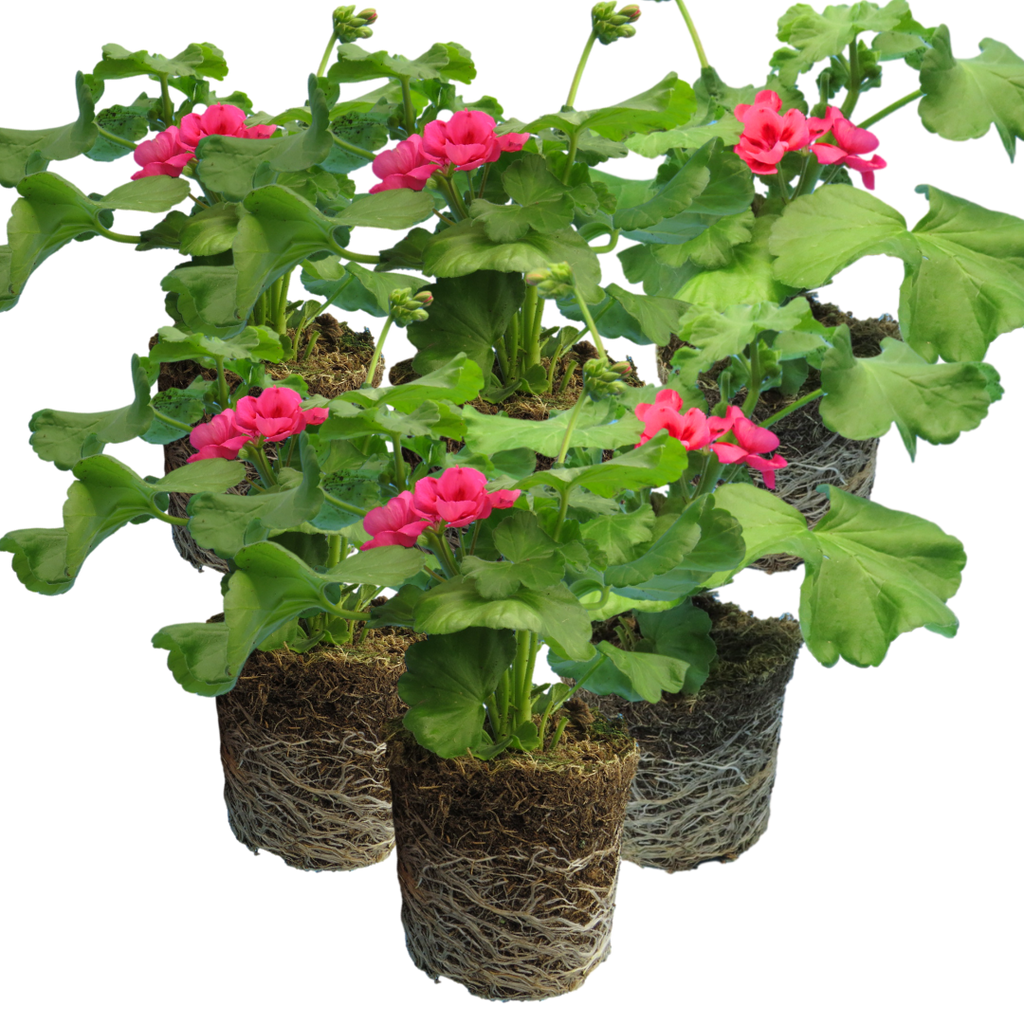Pelargonium 'Pelgardini Lotusland' from Cedar Nursery, Cobham