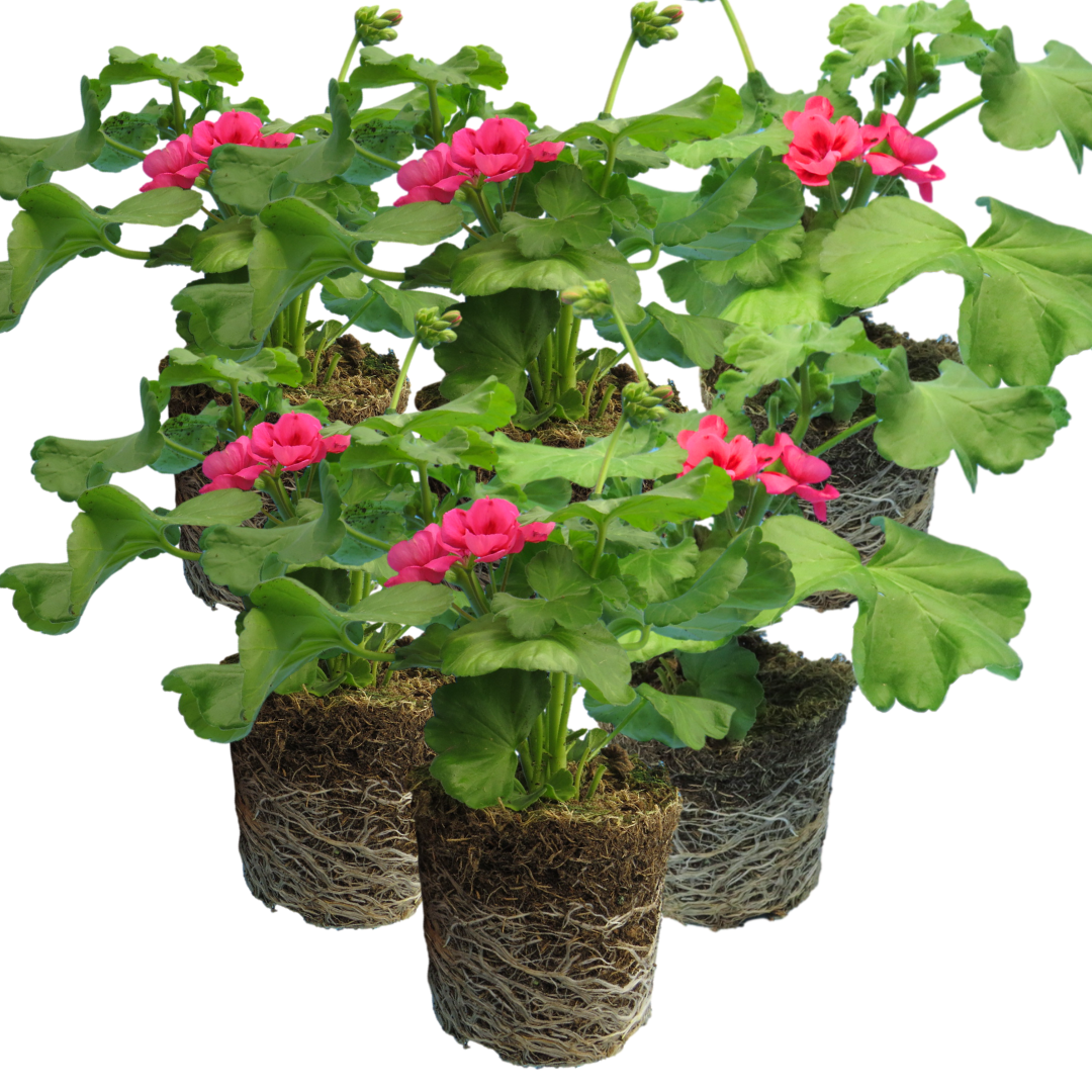 Pelargonium 'Pelgardini Lotusland' from Cedar Nursery, Cobham