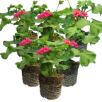Pelargonium 'Pelgardini Lotusland' from Cedar Nursery, Cobham