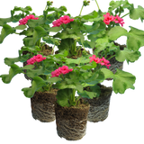 Pelargonium 'Pelgardini Lotusland' from Cedar Nursery, Cobham