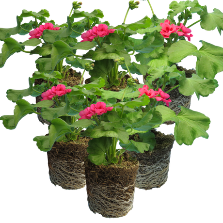 Pelargonium 'Pelgardini Lotusland' from Cedar Nursery, Cobham