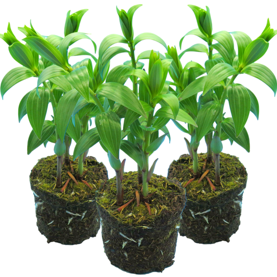 Lilium (Oriental Group) 'Rich Romance' from Cedar Nursery, Cobham