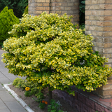 Set of Euonymus japonicus 'Microphyllus' - Aureovariegatus, Albovariegatus from Cedar Nursery, Cobham