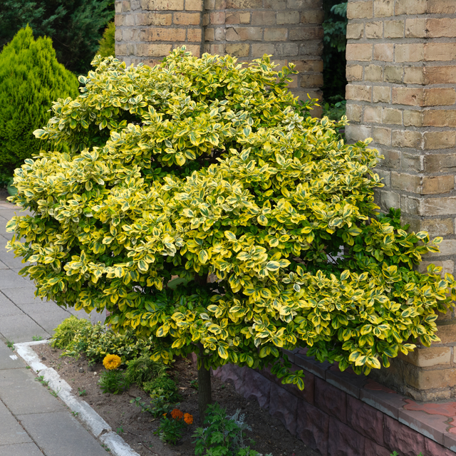 Set of Euonymus japonicus 'Microphyllus' - Aureovariegatus, Albovariegatus from Cedar Nursery, Cobham