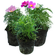 Set of Cosmos bipinnatus 'Apollo Carmine', 'Apollo White' and 'Apollo Pink' from Cedar Nursery, Cobham