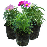 Set of Cosmos bipinnatus 'Apollo Carmine', 'Apollo White' and 'Apollo Pink'