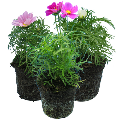 Set of Cosmos bipinnatus 'Apollo Carmine', 'Apollo White' and 'Apollo Pink' from Cedar Nursery, Cobham