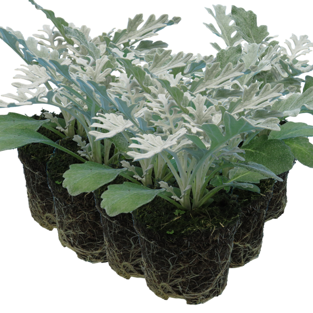 Senecio cineraria 'Silverdust' from Cedar Nursery, Cobham