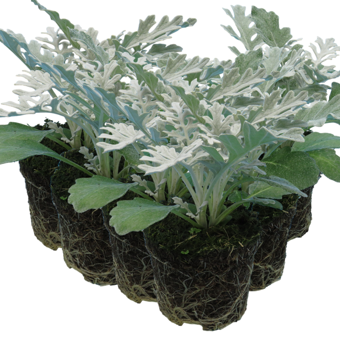 Senecio cineraria 'Silverdust'