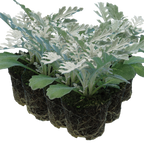 Senecio cineraria 'Silverdust' from Cedar Nursery, Cobham