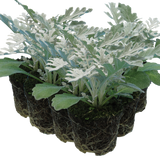 Senecio cineraria 'Silverdust'