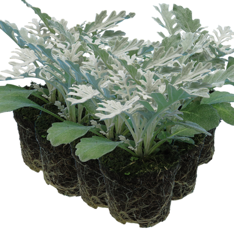 Senecio cineraria 'Silverdust' from Cedar Nursery, Cobham