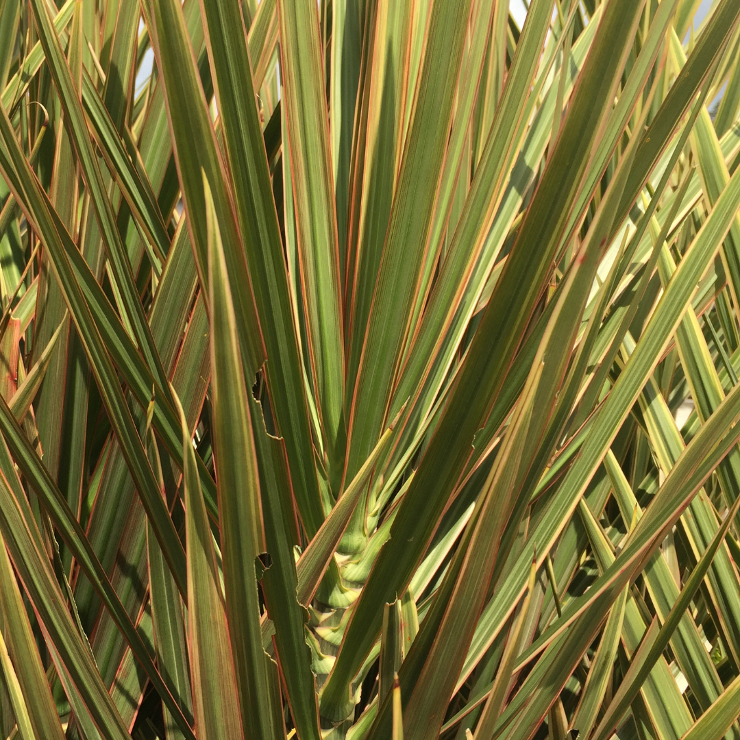 Cordyline australis 'Torbay Dazzler' from Cedar Nursery, Cobham