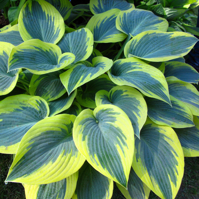 Hosta 'First Frost' from Cedar Nursery, Cobham