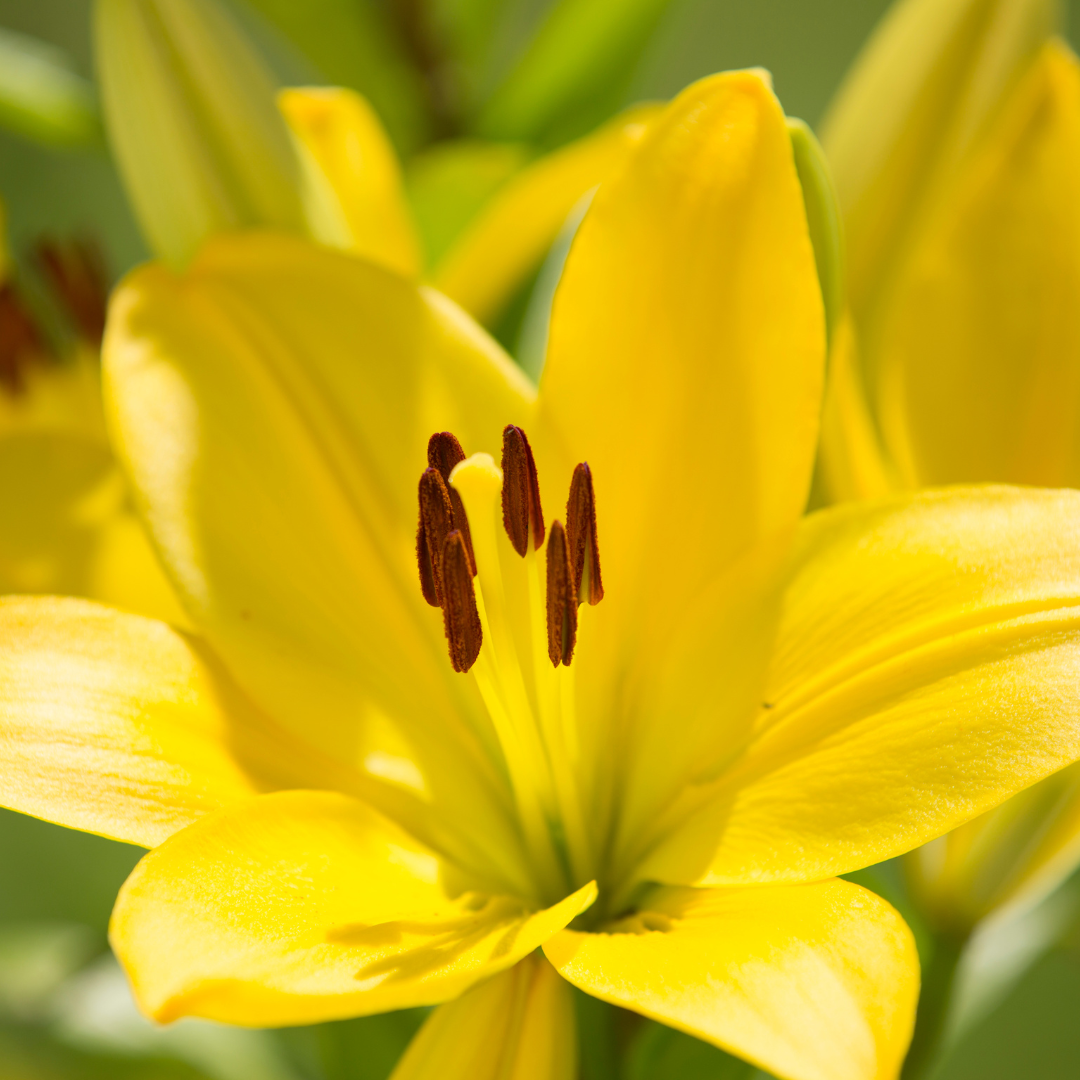 Lilium (Asiatic Group) Yellow from Cedar Nursery, Cobham