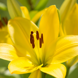 Lilium (Asiatic Group) Yellow from Cedar Nursery, Cobham