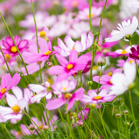 Set of Cosmos bipinnatus 'Apollo Carmine', 'Apollo White' and 'Apollo Pink' from Cedar Nursery, Cobham