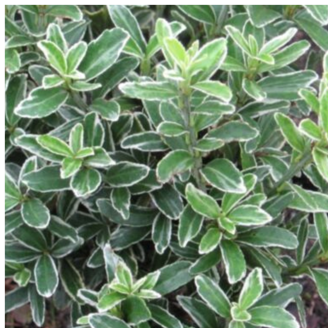 Euonymus japonicus 'Microphyllus Albovariegatus'