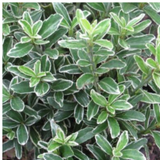 Euonymus japonicus 'Microphyllus Albovariegatus'