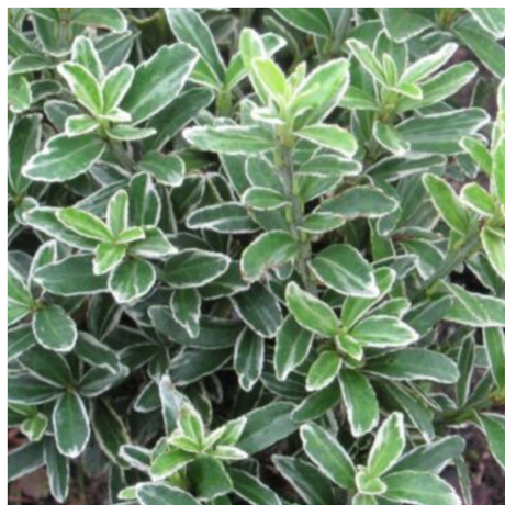 Euonymus japonicus 'Microphyllus Albovariegatus'