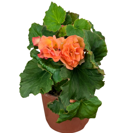 Begonia 'Solenia Apricot' from Cedar Nursery, Cobham