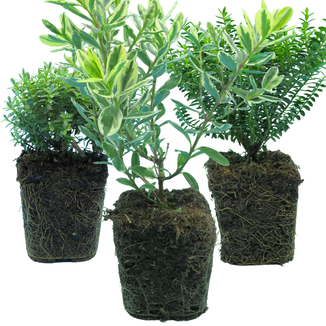 Set of Hebe (Variegata, New Zealand Gold, Sutherlandii) from Cedar Nursery, Cobham