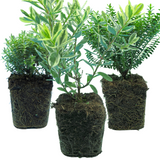 Set of Hebe (Variegata, New Zealand Gold, Sutherlandii) from Cedar Nursery, Cobham