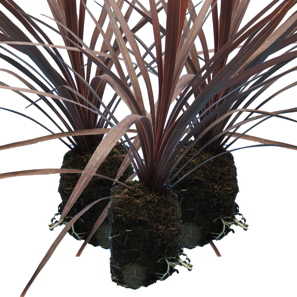Cordyline australis 'Red Star' from Cedar Nursery, Cobham