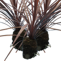 Cordyline australis 'Red Star' from Cedar Nursery, Cobham